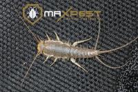 Max Silverfish Control Brisbane image 7